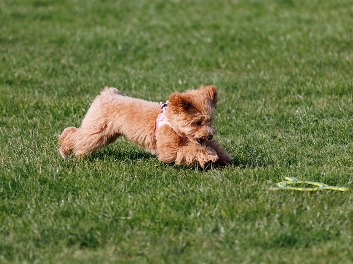Irish Soft Coated Wheaten Terrier pri behu