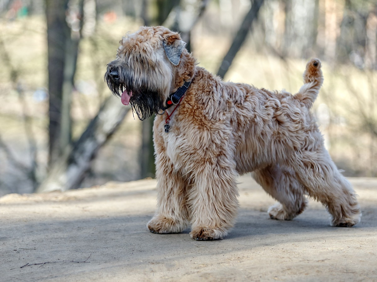 Zdravie a kondícia Irish Soft Coated Wheaten Terriera