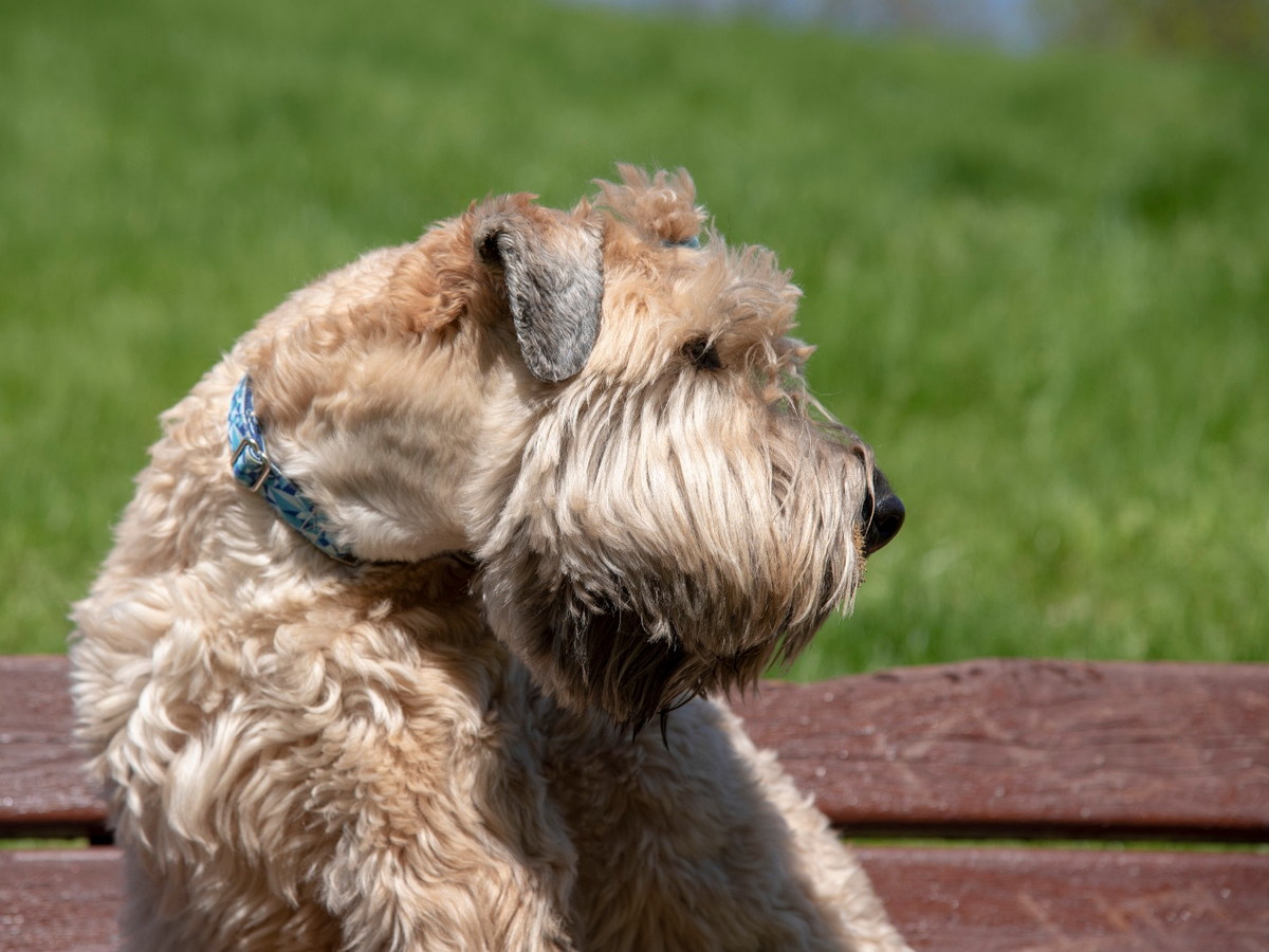 Starostlivosť o srsť Irish Soft Coated Wheaten Terriera