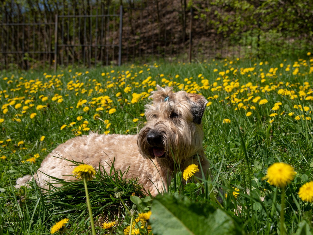 Irish Soft Coated Wheaten Terrier v prírode pripomínajúcej jeho írsky pôvod