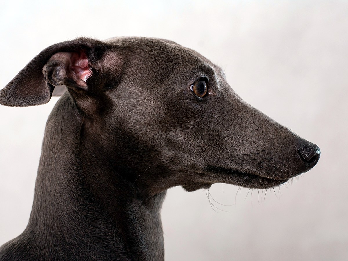 Elegantní profil italského chrtíka