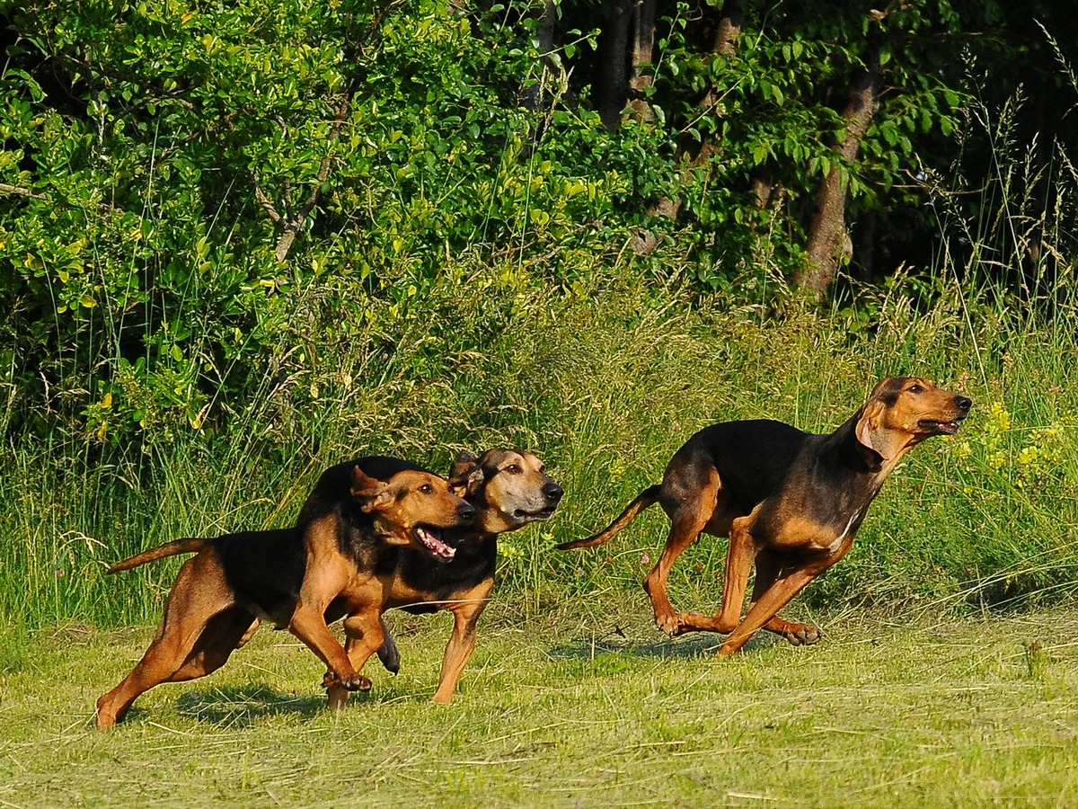 Talianske duriče pri rýchlom behu a práci v teréne