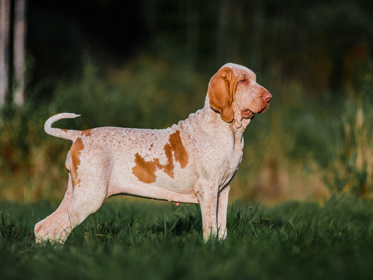 Zdraví a veterinární prevence u italského ohaře