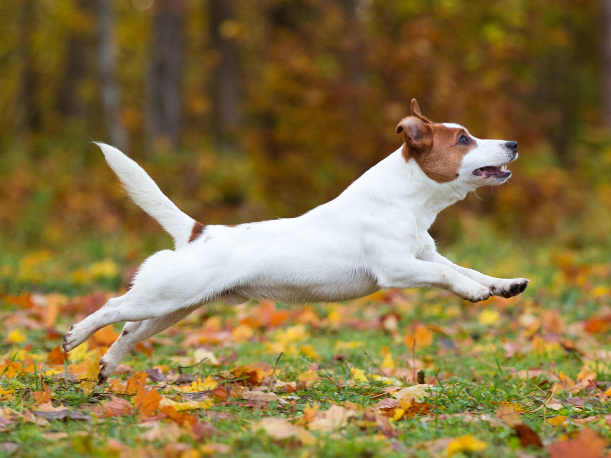 Jack Russell teriér při rychlém běhu a skoku