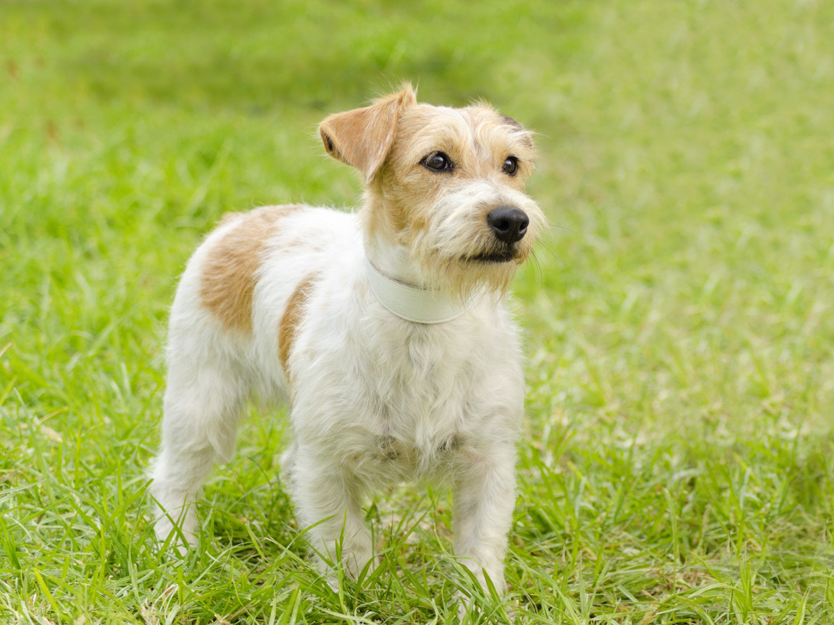 Péče o srst Jack Russell teriéra