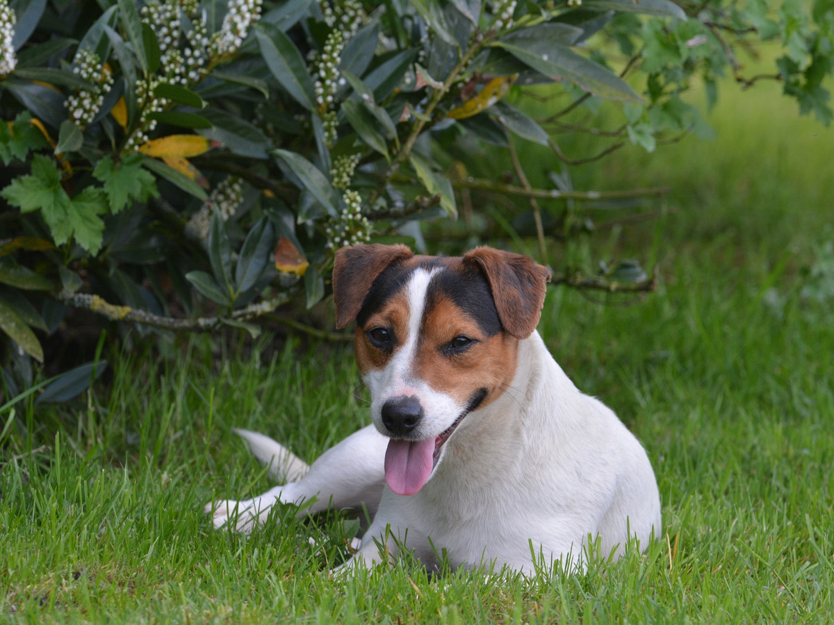 Zdraví a veterinární prevence u Jack Russell teriéra