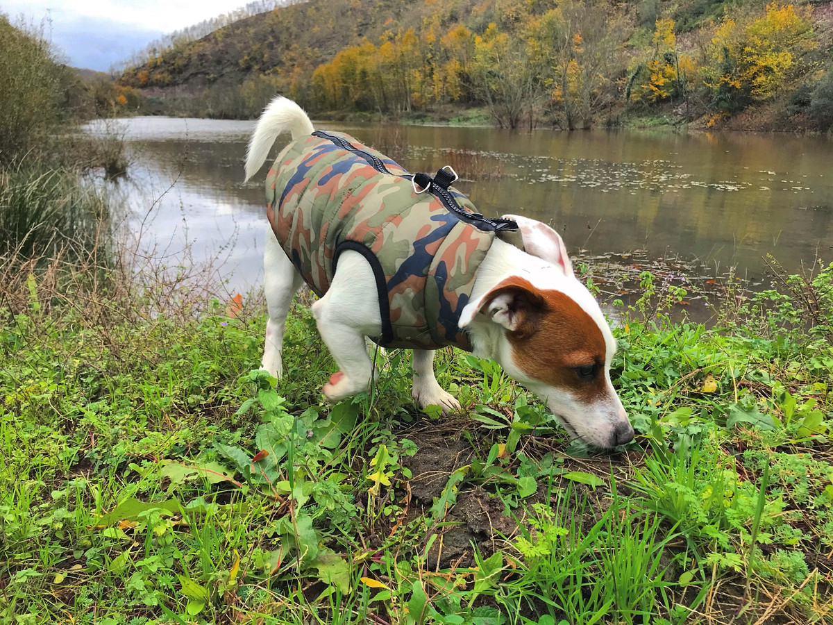 Jack Russell teriér v přírodě připomínající pracovní historii plemene