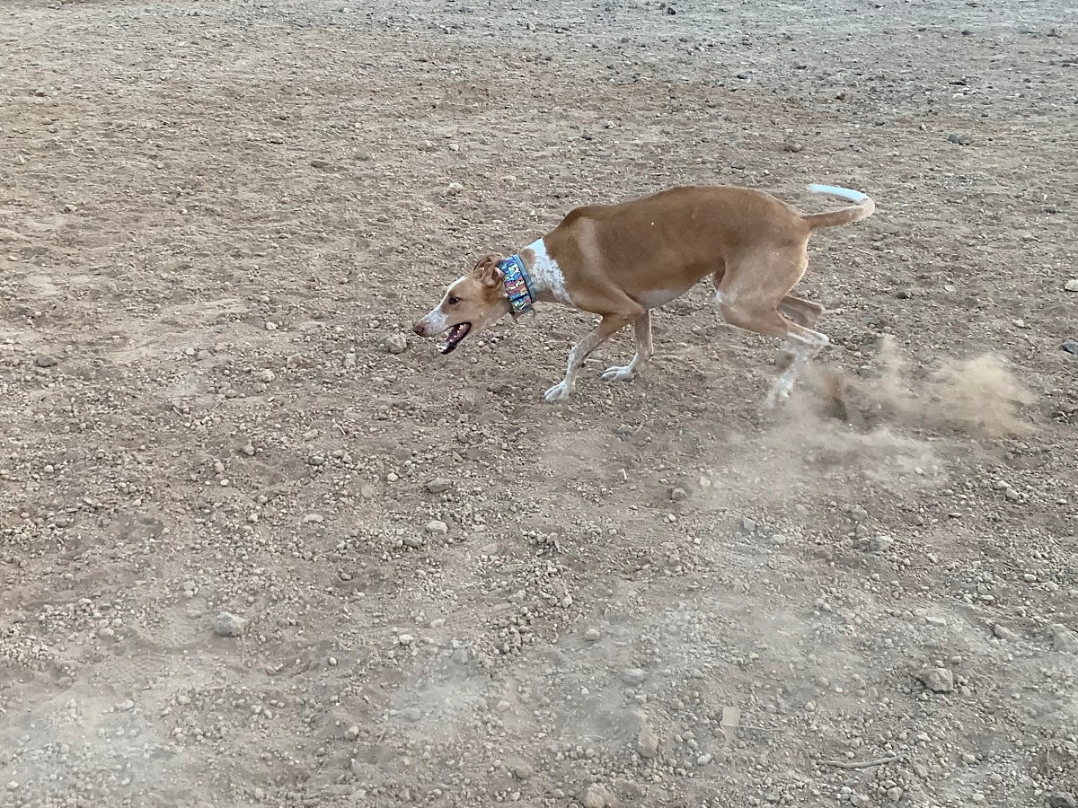 Kanárský podenco při rychlém běhu
