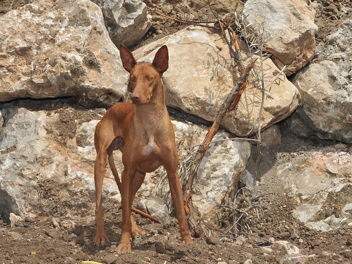 Kanárský podenco v postoji mezi kameny