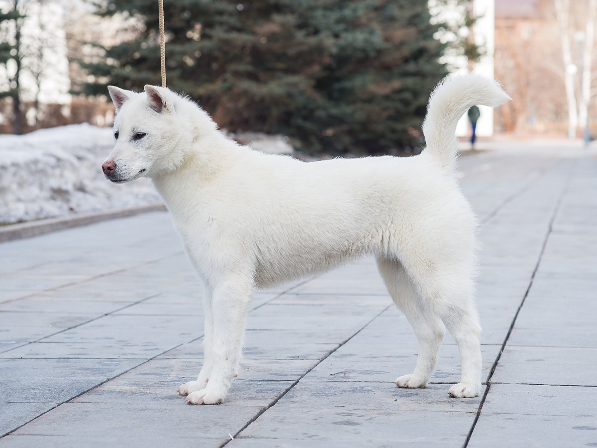 Biely kishu v typickom bočnom postoji