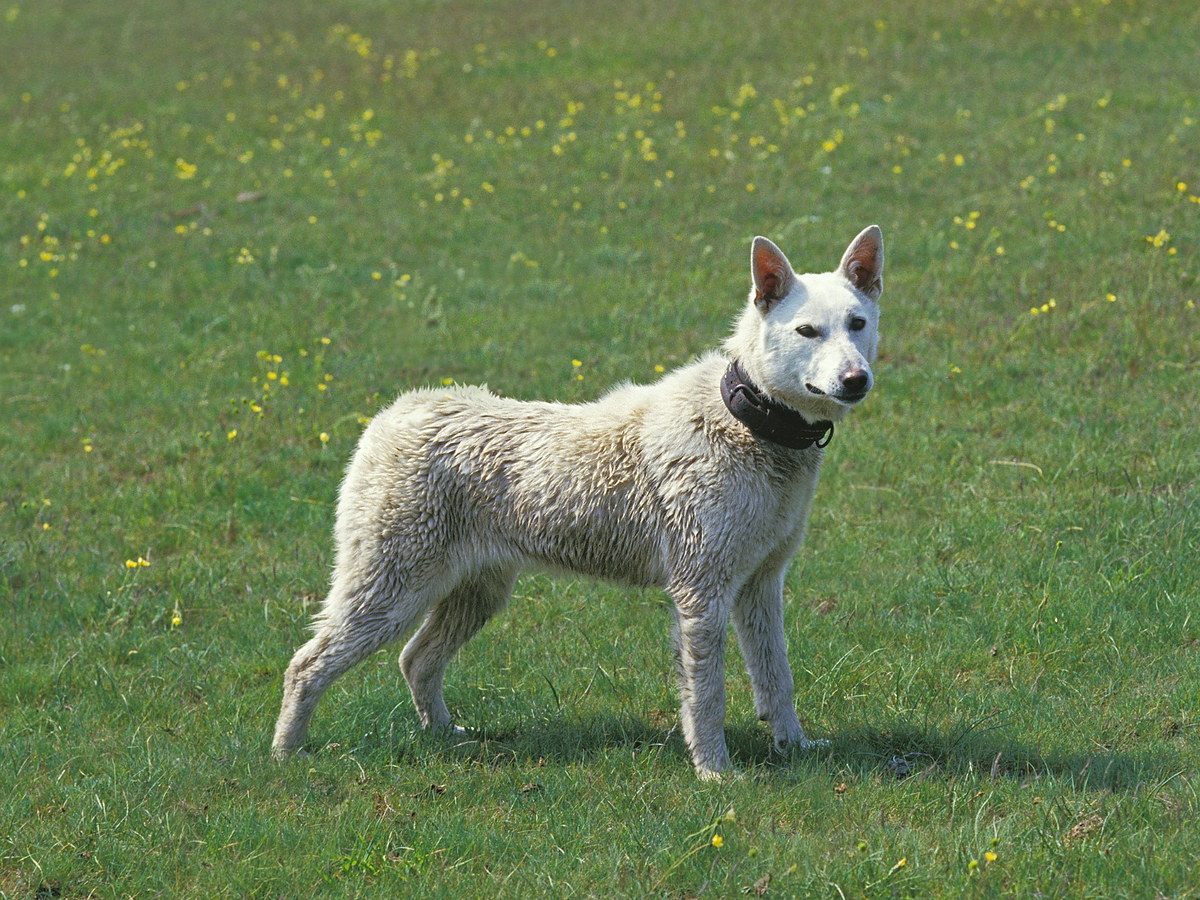 Biely kishu stojaci na rozkvitnutej lúke