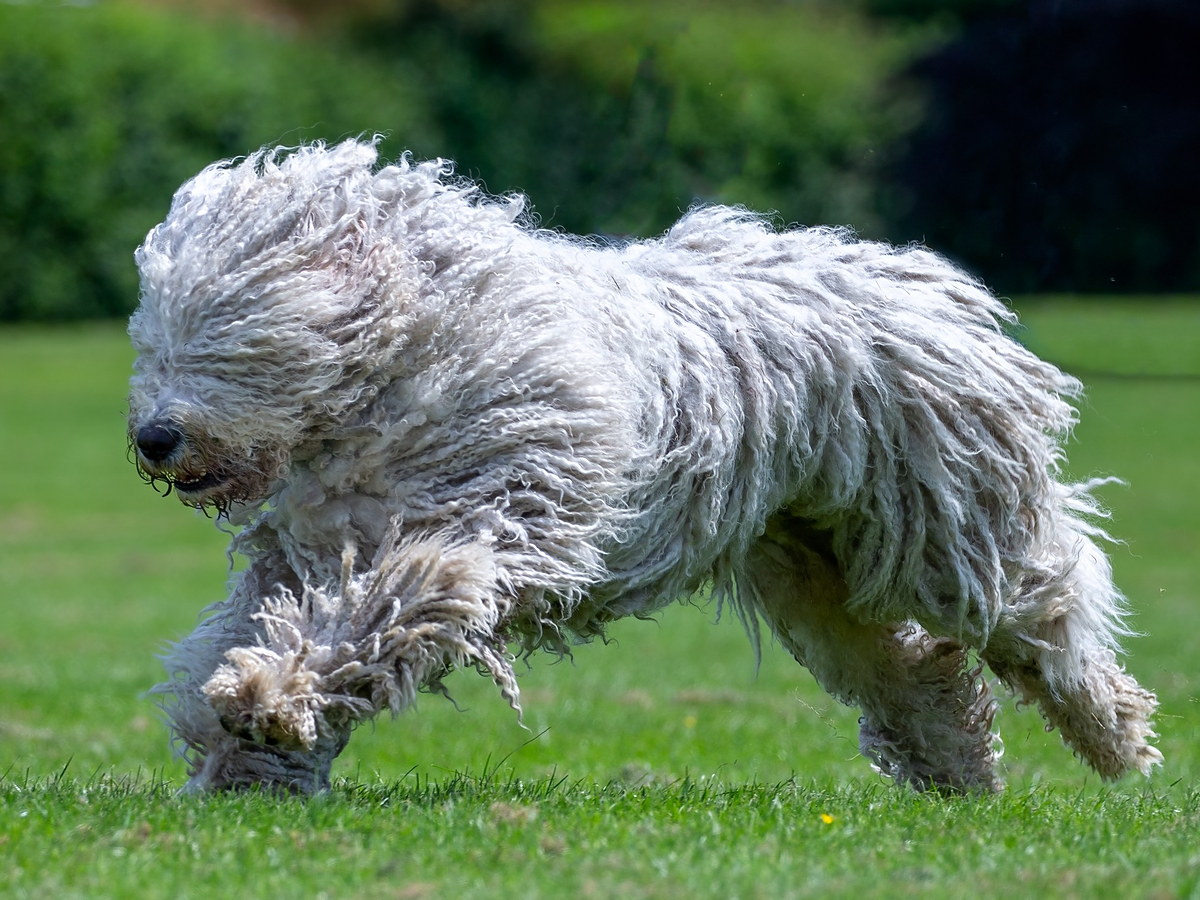 Komondor pri aktívnom pohybe po lúke