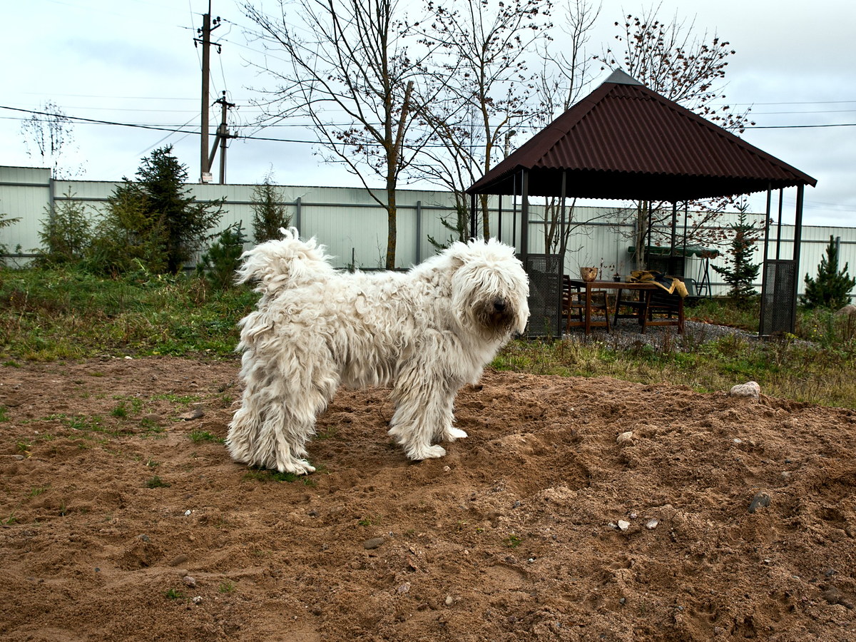 Komondor v postoji pripomínajúcom jeho pastiersky pôvod