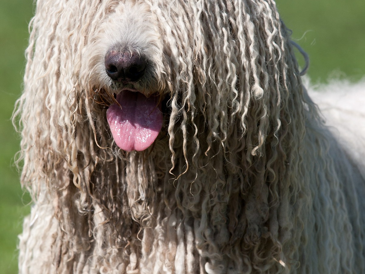 Komondor v dobrej fyzickej kondícii vonku