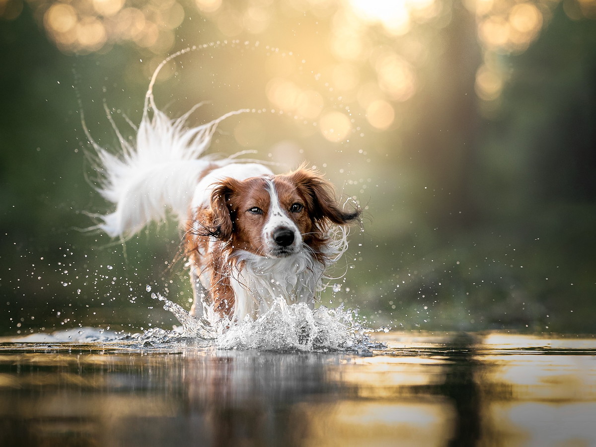 Aktivní kooikerhondje při běhu v mělké vodě