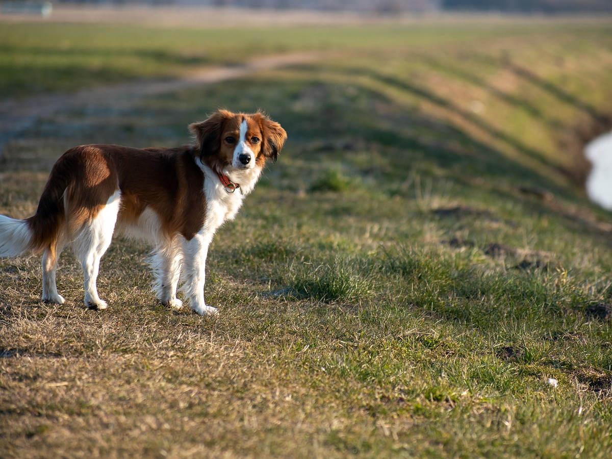 Kooikerhondje stojící u vody jako připomínka tradiční práce plemene