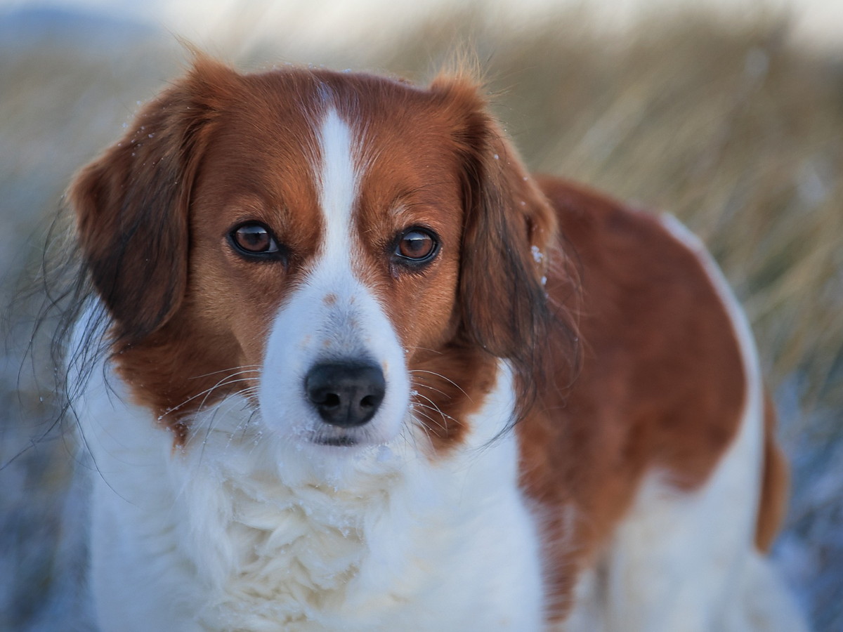Detail srsti a uší kooikerhondje při pravidelné péči