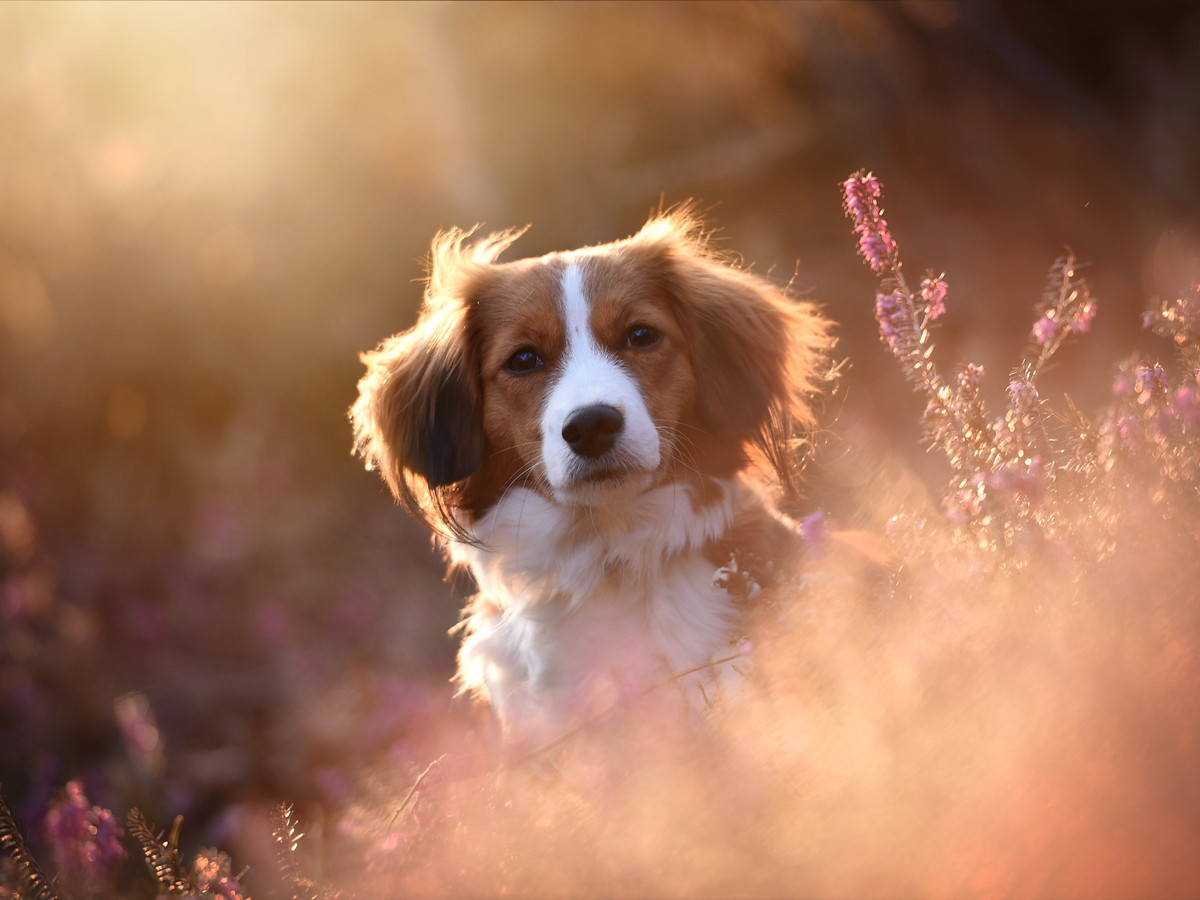 Kooikerhondje v přírodě jako zdravý a aktivní rodinný pes
