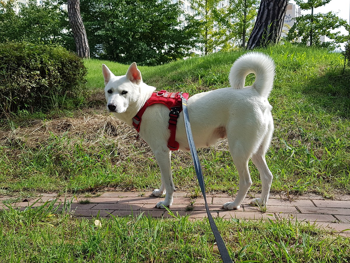Kórejský jindo dog pri prechádzke vonku