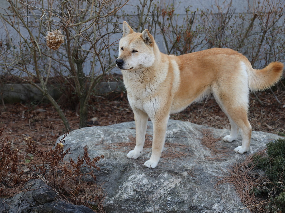 Kórejský jindo dog v postoji pripomínajúcom jeho pôvodné lovecké využitie