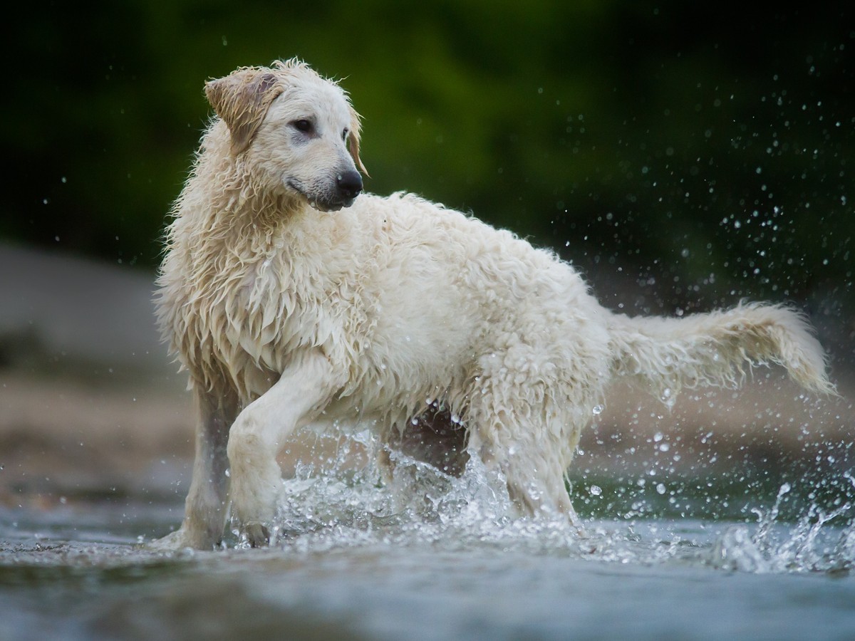 Kuvasz pri aktívnom pohybe vo vode