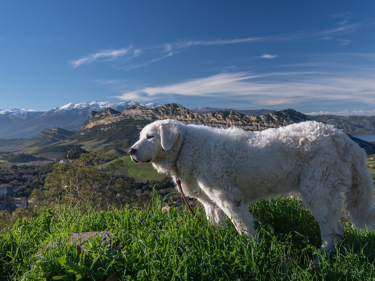 Kuvasz v otvorenej krajine pripomínajúcej jeho pastiersky pôvod