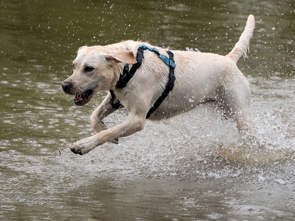 Labradorský retriever pri behu a plávaní vo vode