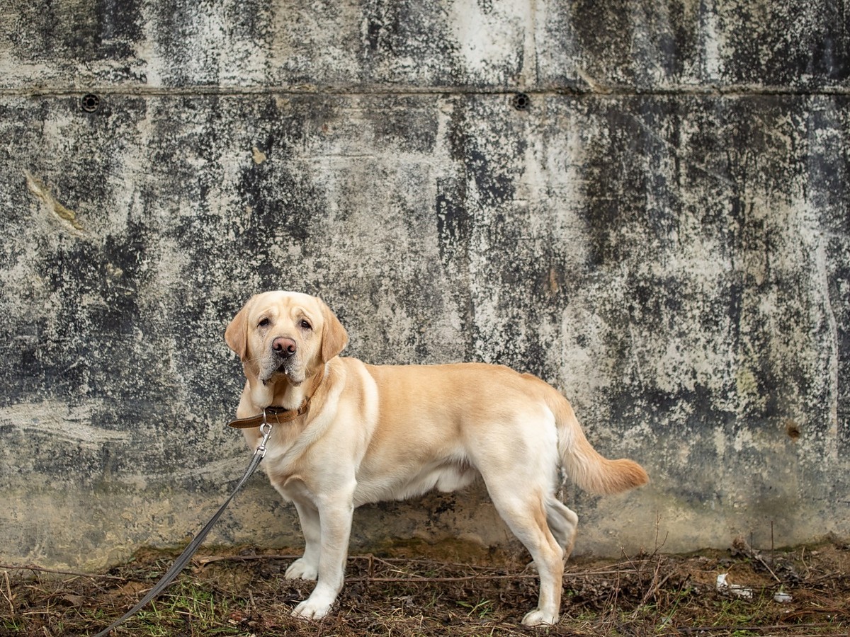 Zdravie, kondícia a pohybový aparát labradorského retrievera