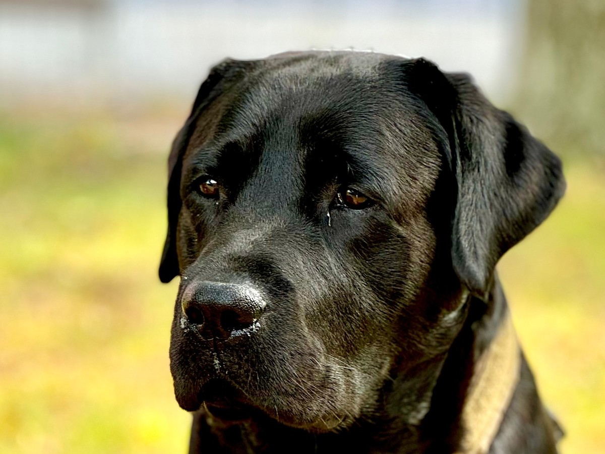 Starostlivosť o srsť, uši a oči labradorského retrievera