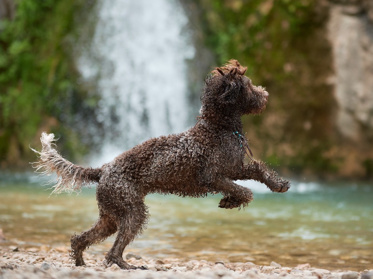 Lagotto romagnolo pri aktívnom pohybe pri vode