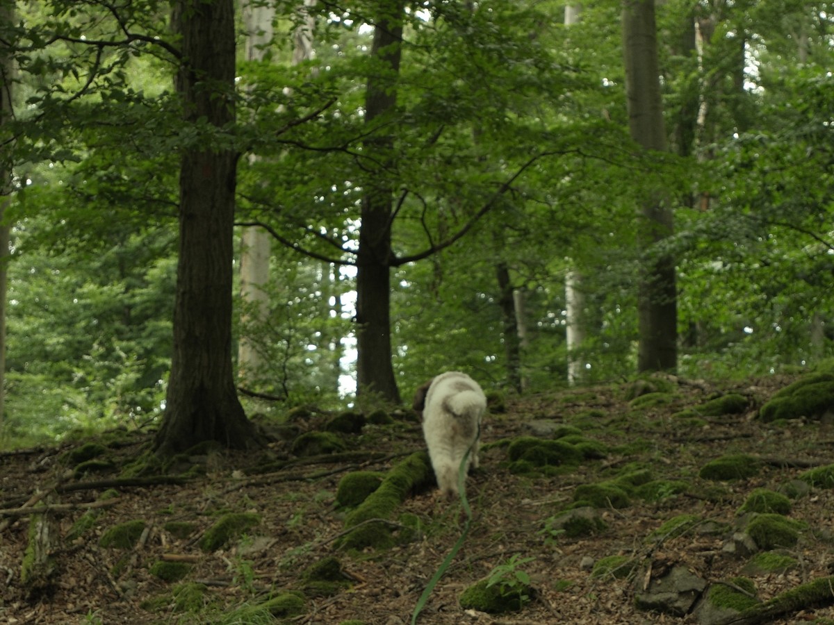 Lagotto romagnolo v lese pri práci nosom