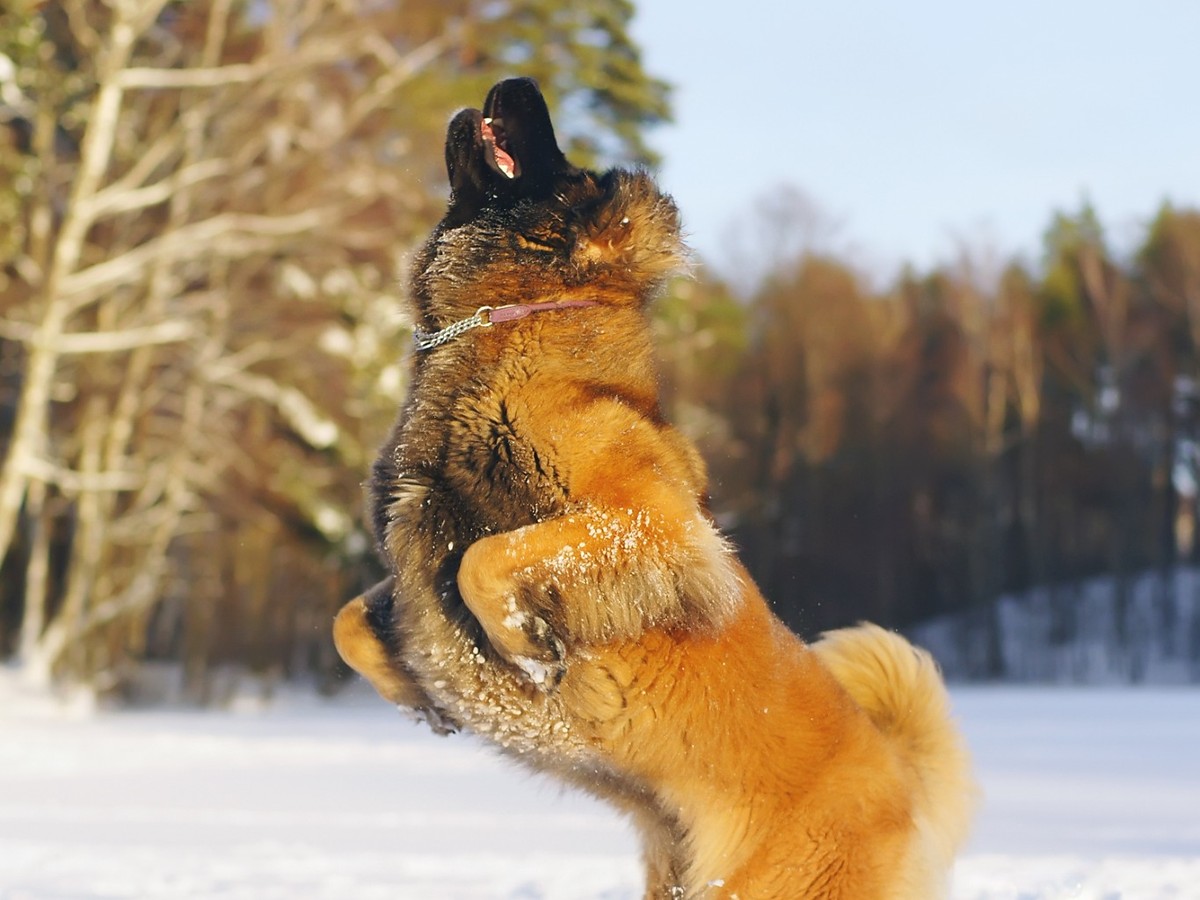 Leonberger v dynamickém pohybu ve sněhu