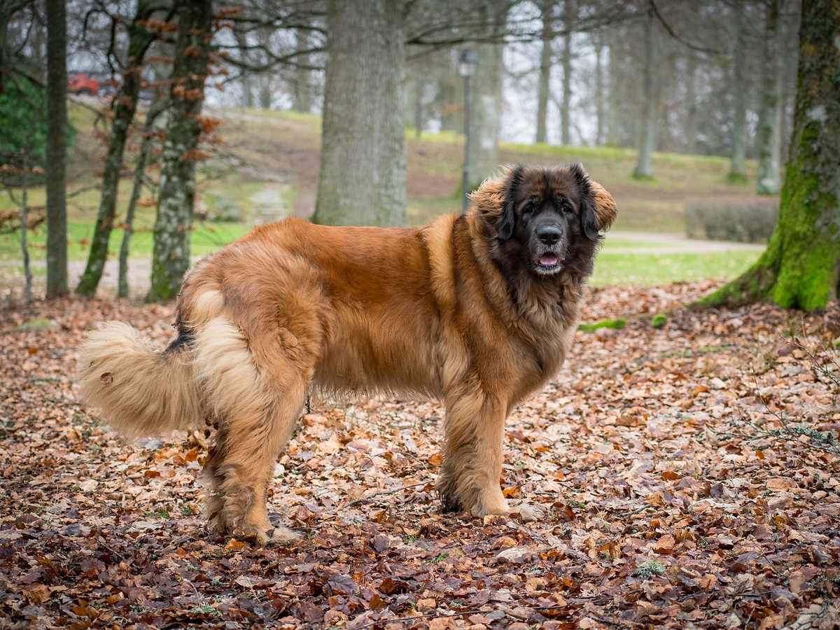 Leonberger stojící v přirozeném postoji v lesním prostředí