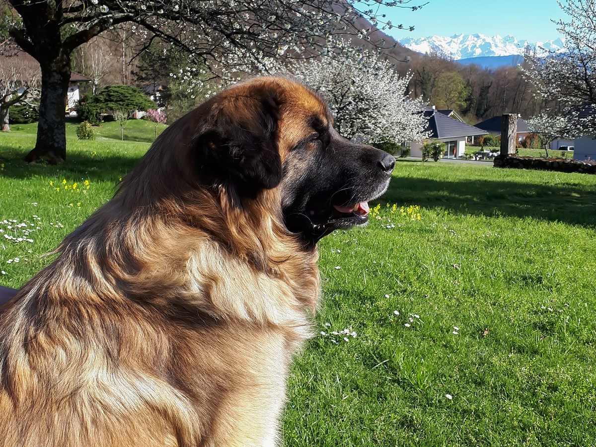 Leonberger v rozkvetlé krajině s horami v pozadí