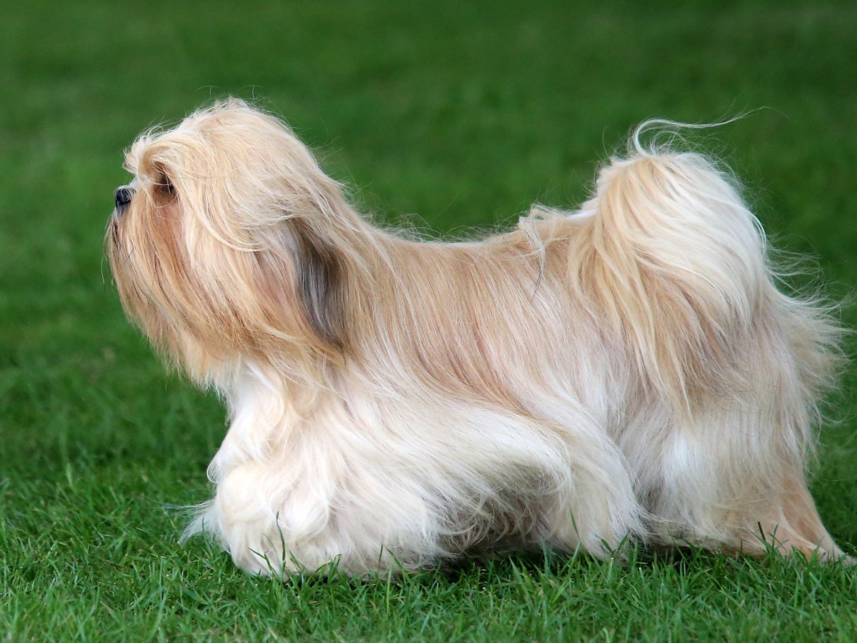 Zlato-biely lhasa apso stojaci na tráve
