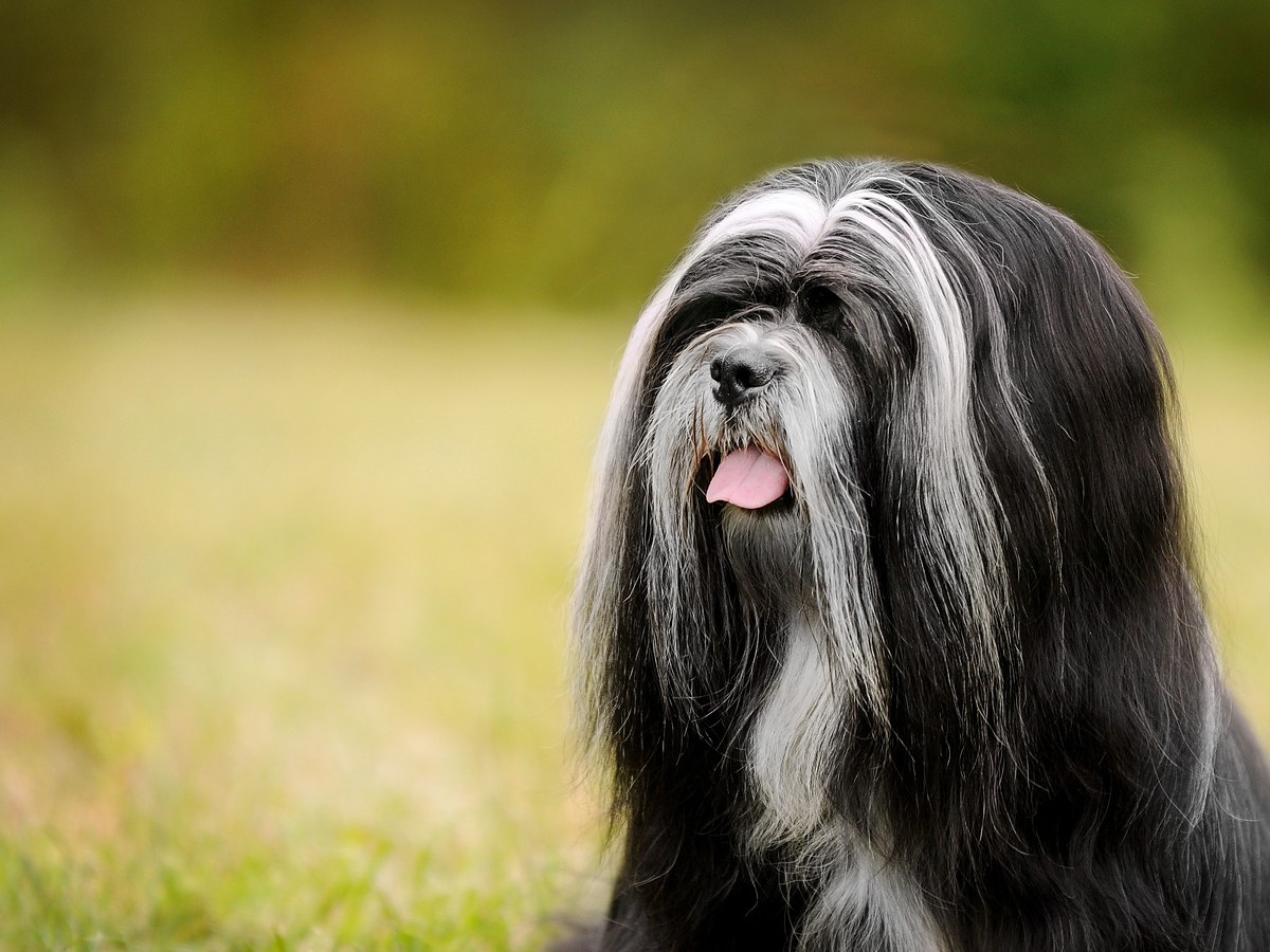 Portrét čierno-bieleho psa plemena lhasa apso