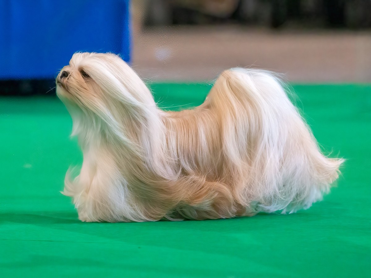 Svetlý lhasa apso vo výstavnom postoji