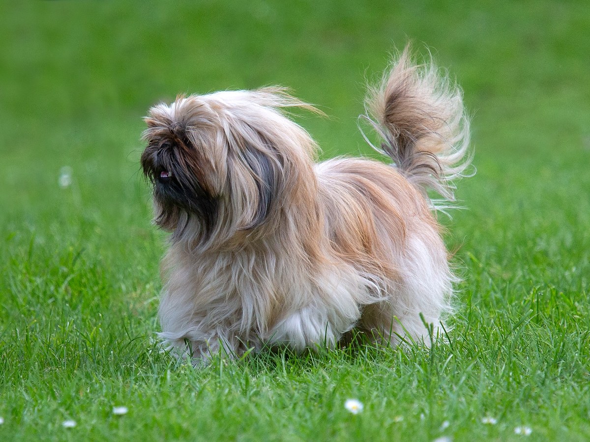 Zlatý lhasa apso v pohybe na tráve