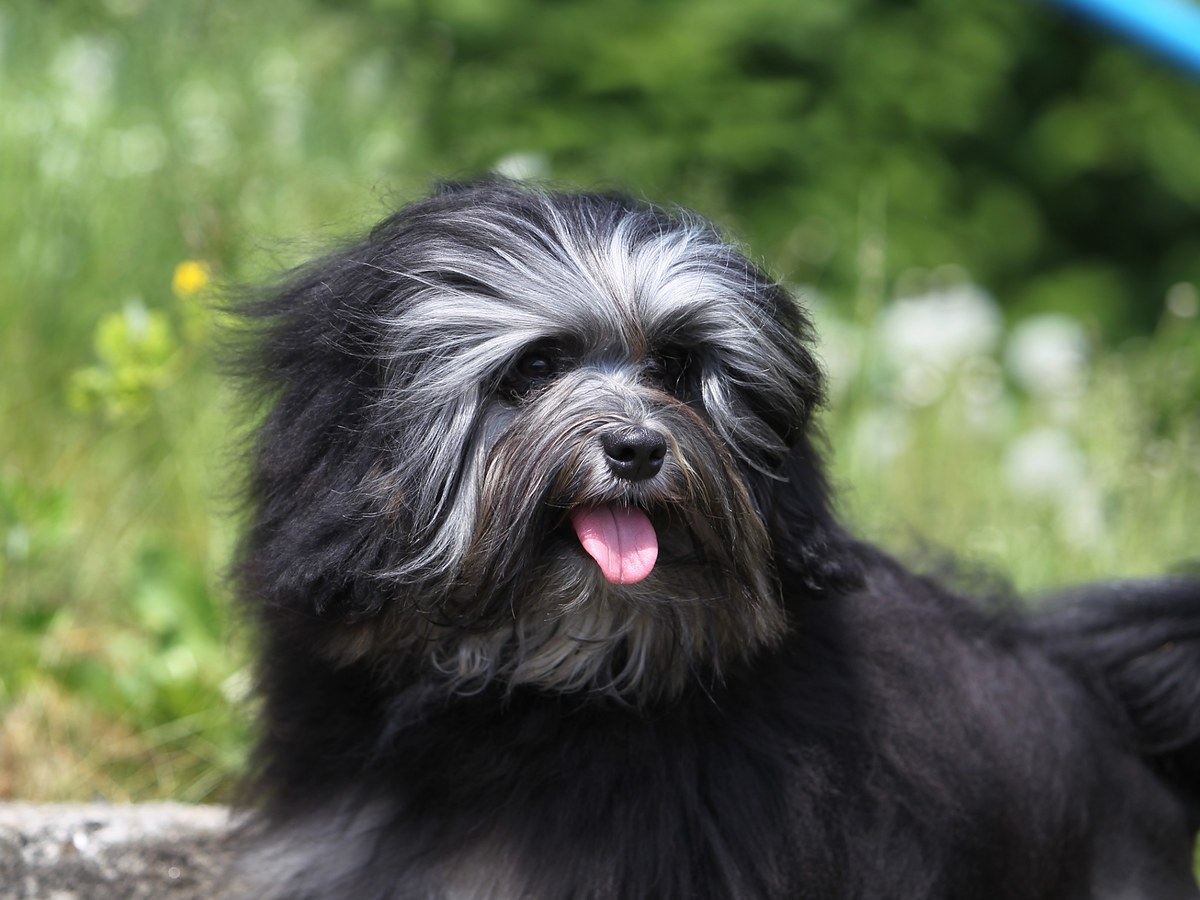 Zdravie a veterinárna prevencia pri lvíčkovi