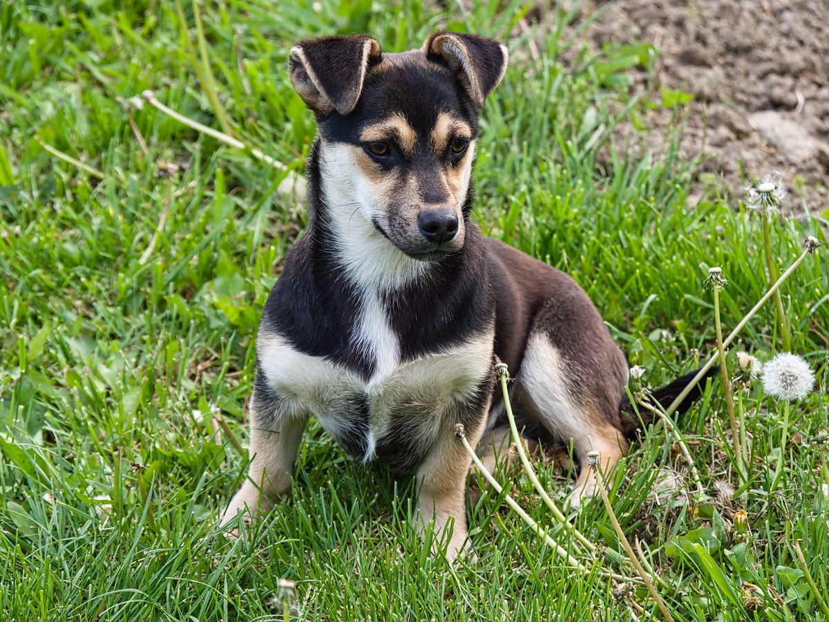 Zdravie a veterinárna prevencia u psa plemena Mali međimurski pas Međi