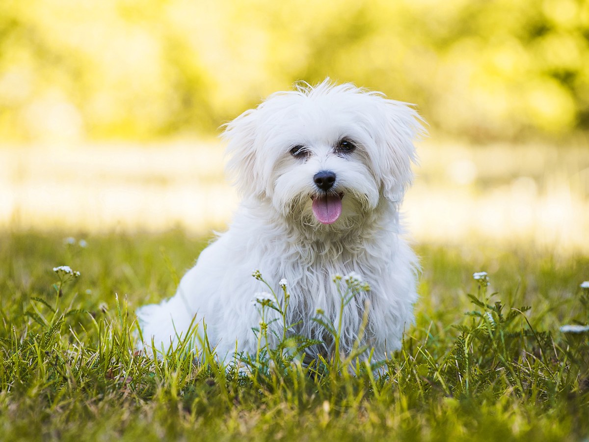 Zdravie a veterinárna prevencia u maltézskeho psíka