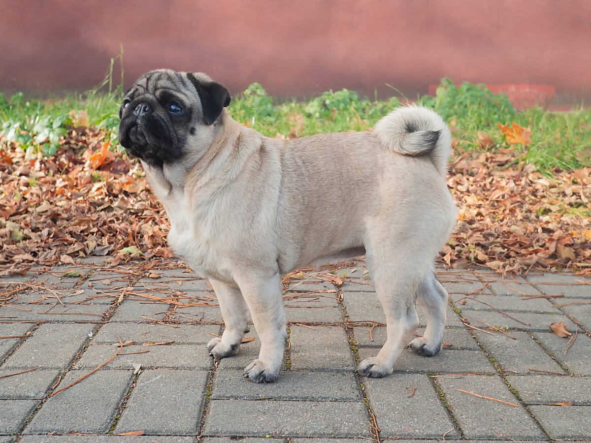 Mops v typickom postoji pripomínajúci dlhú históriu spoločenského plemena