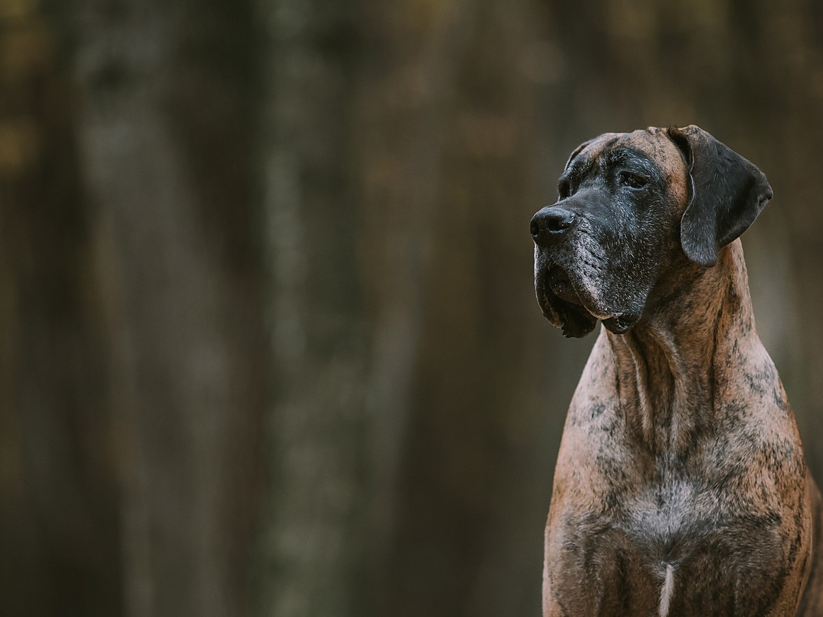 Portrét nemeckej dogy pripomínajúci pravidelnú starostlivosť
