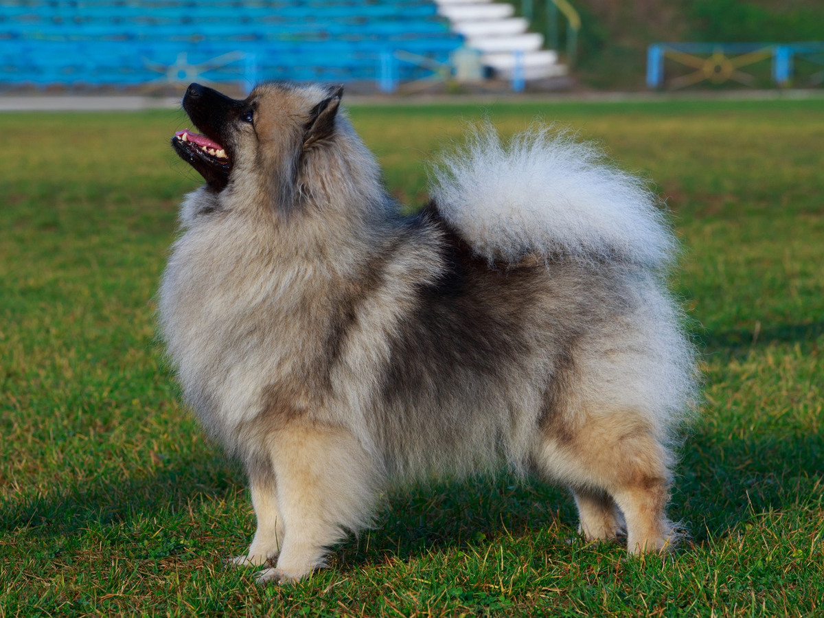 Vlčí špic alebo keeshond vo výstavnom postoji