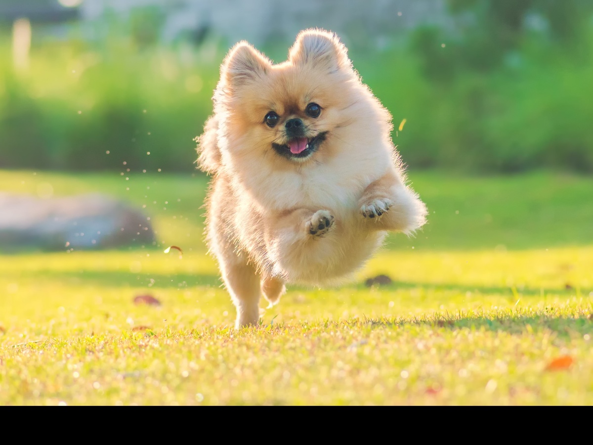 Pomeranian pri aktívnom behu po tráve