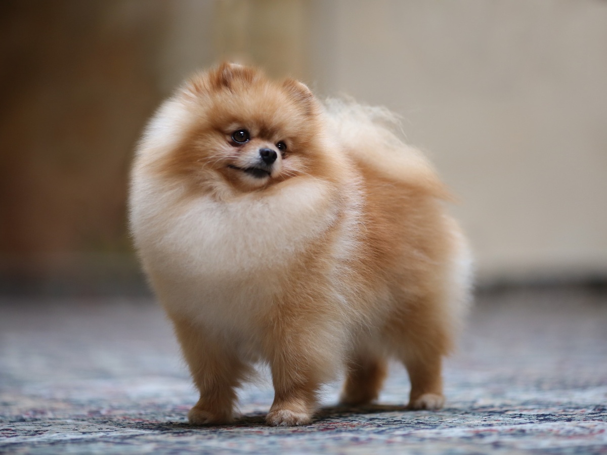 Oranžový pomeranian s bohatou dvojitou srsťou vyžadujúcou pravidelné prečesávanie