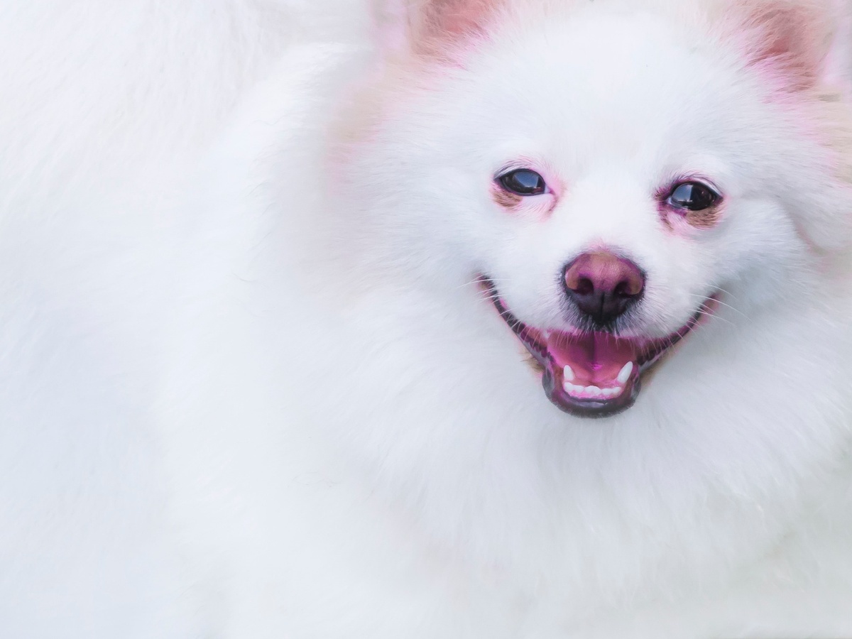 Biely pomeranian pripomínajúci rozmanitosť farieb najmenšej variety nemeckého špica