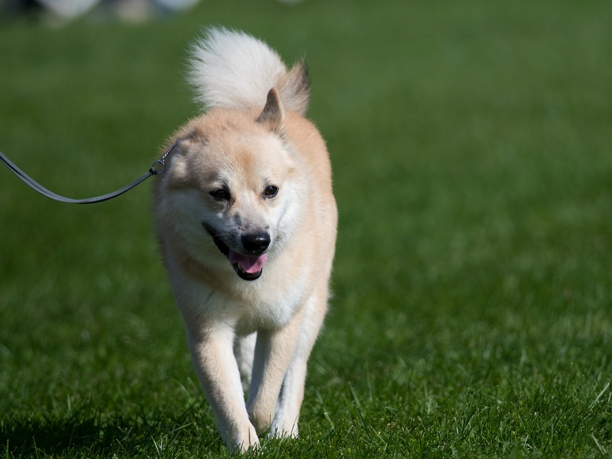 Nórsky buhund pri svižnom pohybe po tráve