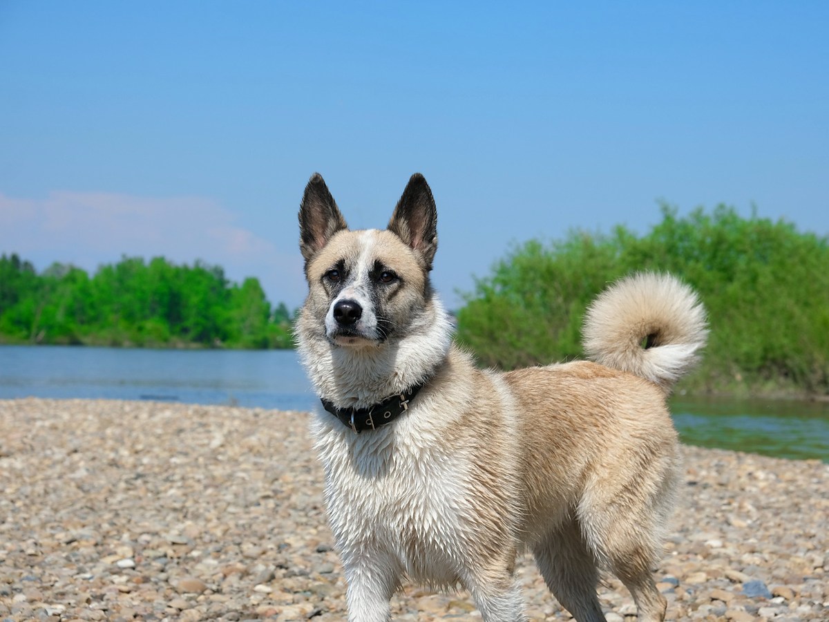 Nórsky buhund v typickom postoji pri vode