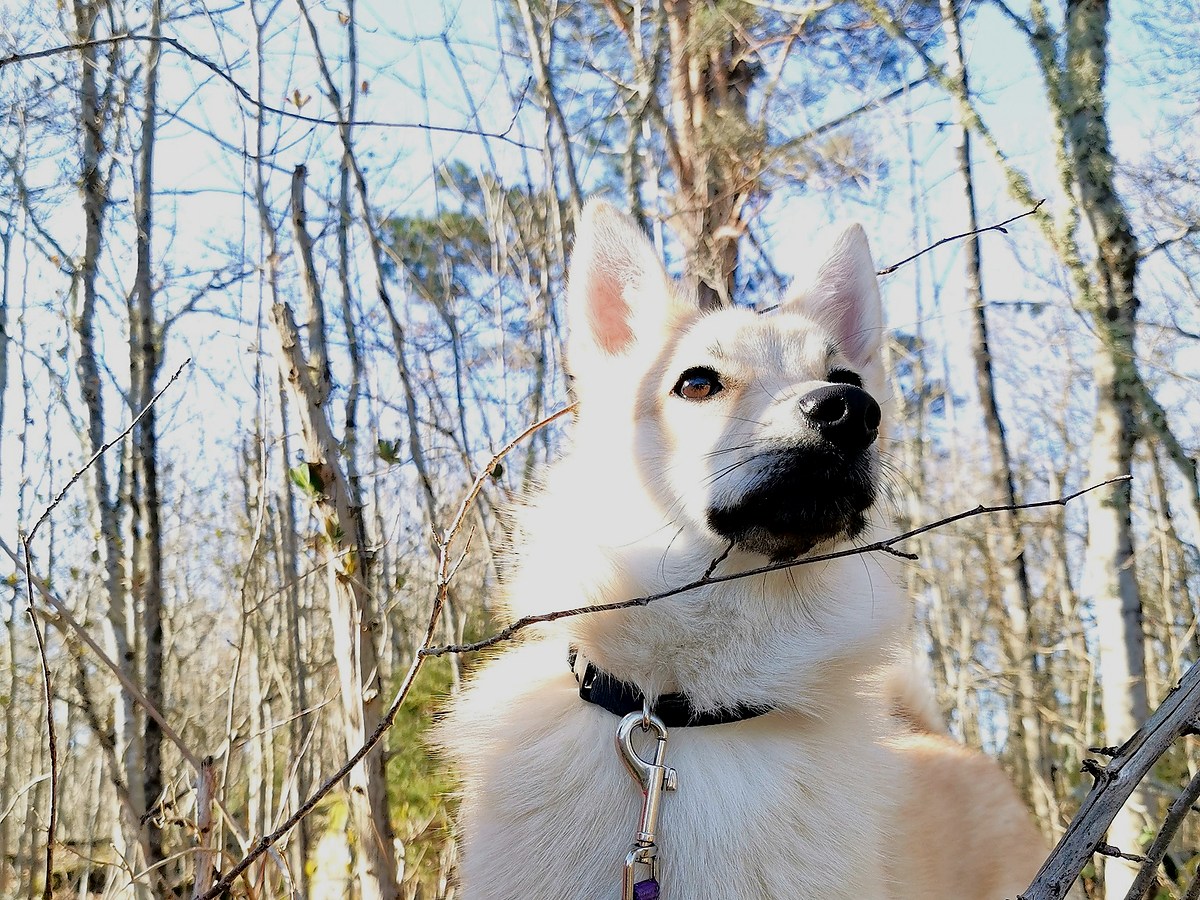 Nórsky buhund v lesnom prostredí
